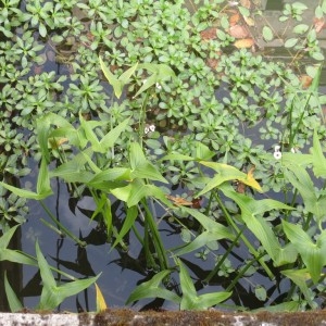 Photographie n°2233745 du taxon Sagittaria sagittifolia L.