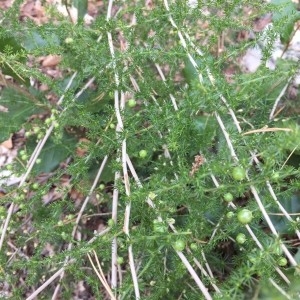 Photographie n°2233753 du taxon Asparagus acutifolius L. [1753]