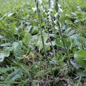 Photographie n°2233799 du taxon Spiranthes spiralis (L.) Chevall. [1827]