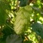  Sílvia GILART - Humulus lupulus L. [1753]