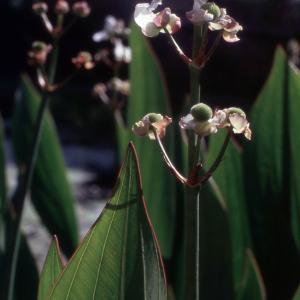 Photographie n°2233851 du taxon Alisma plantago-aquatica L. [1753]