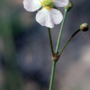 Photographie n°2233856 du taxon Alisma plantago-aquatica L. [1753]