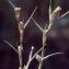  Liliane Roubaudi - Crypsis aculeata (L.) Aiton [1789]