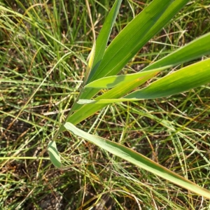 Photographie n°2233898 du taxon Phragmites australis (Cav.) Trin. ex Steud. [1840]