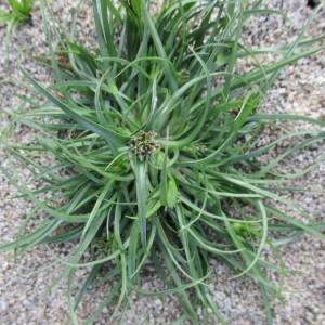 Photographie n°2233901 du taxon Cyperus fuscus L.