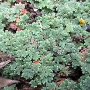 Photographie n°2233908 du taxon Azolla filiculoides Lam.