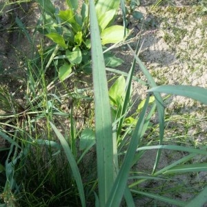 Photographie n°2233957 du taxon Echinochloa crus-galli (L.) P.Beauv. [1812]