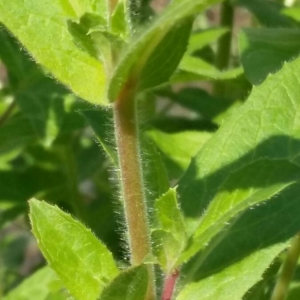 Photographie n°2233996 du taxon Epilobium hirsutum L. [1753]