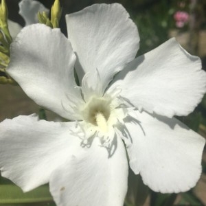 Photographie n°2234078 du taxon Nerium oleander L. [1753]