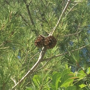 Photographie n°2234087 du taxon Pinus halepensis Mill. [1768]