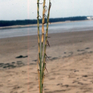 Spartina maritima (Curtis) Fernald (Spartine maritime)