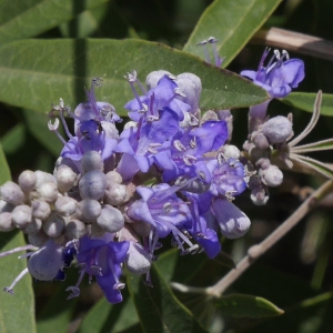 Photographie n°2234227 du taxon Vitex agnus-castus L. [1753]