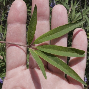 Photographie n°2234232 du taxon Vitex agnus-castus L. [1753]