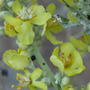 Photographie n°2234242 du taxon Verbascum lychnitis L. [1753]