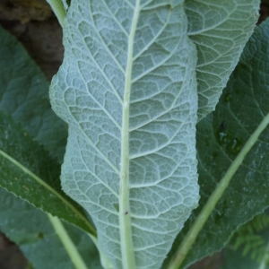 Photographie n°2234247 du taxon Verbascum lychnitis L. [1753]