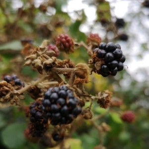 Photographie n°2234315 du taxon Rubus ulmifolius Schott [1818]