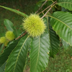 Photographie n°2234318 du taxon Castanea sativa Mill. [1768]