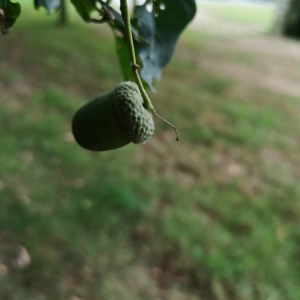 Photographie n°2234319 du taxon Quercus robur L. [1753]