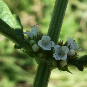 Photographie n°2234456 du taxon Lycopus europaeus L. [1753]