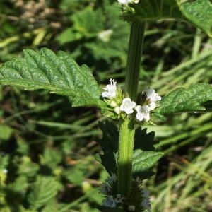 Photographie n°2234458 du taxon Lycopus europaeus L. [1753]