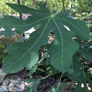 Photographie n°2234584 du taxon Ficus carica L. [1753]