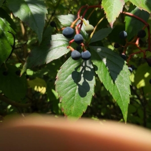 Photographie n°2234600 du taxon Berberis aquifolium Pursh [1814]