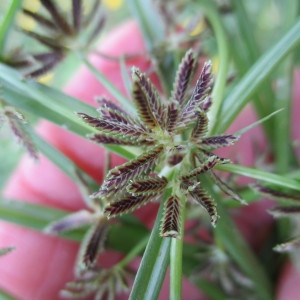 Photographie n°2234633 du taxon Cyperus fuscus L.