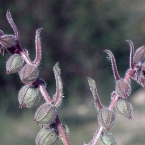 Photographie n°2234654 du taxon Nonea pulla (L.) DC. [1805]