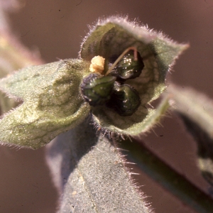 Photographie n°2234659 du taxon Nonea pulla (L.) DC. [1805]