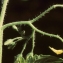  Liliane Roubaudi - Solanum lycopersicum L. [1753]