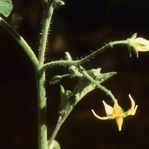 Photographie n°2234674 du taxon Solanum lycopersicum L. [1753]