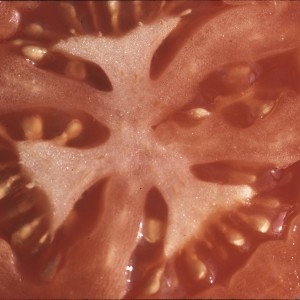 Photographie n°2234676 du taxon Solanum lycopersicum L. [1753]