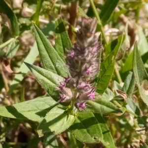 Photographie n°2234696 du taxon Lythrum salicaria L.