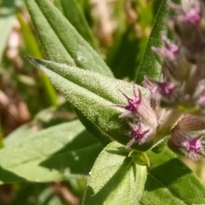 Photographie n°2234697 du taxon Lythrum salicaria L.