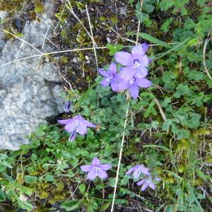  - Campanula arvatica Lag. [1805]