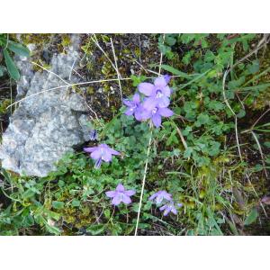 Campanula arvatica Lag.