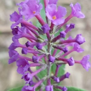 Photographie n°2234763 du taxon Buddleja davidii Franch. [1887]