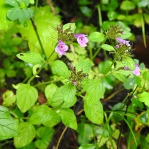 Photographie n°2234934 du taxon Clinopodium vulgare L. [1753]