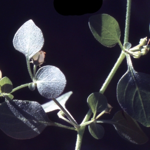 Photographie n°2235001 du taxon Salpichroa origanifolia (Lam.) Baill. [1888]
