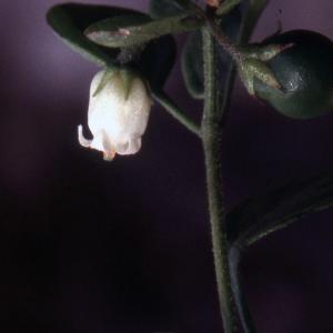 Photographie n°2235003 du taxon Salpichroa origanifolia (Lam.) Baill. [1888]