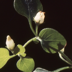 Photographie n°2235004 du taxon Salpichroa origanifolia (Lam.) Baill. [1888]