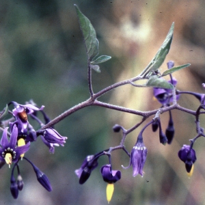 Photographie n°2235010 du taxon Solanum dulcamara L. [1753]