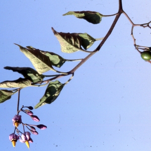 Photographie n°2235011 du taxon Solanum dulcamara L. [1753]