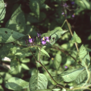 Photographie n°2235012 du taxon Solanum dulcamara L. [1753]