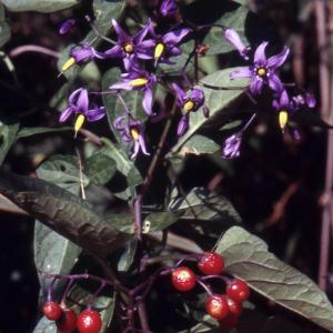 Photographie n°2235013 du taxon Solanum dulcamara L. [1753]