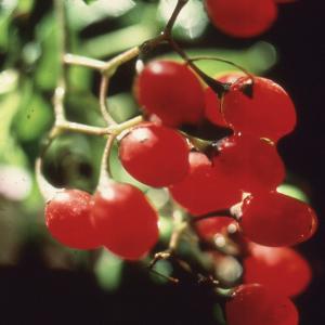 Photographie n°2235015 du taxon Solanum dulcamara L. [1753]