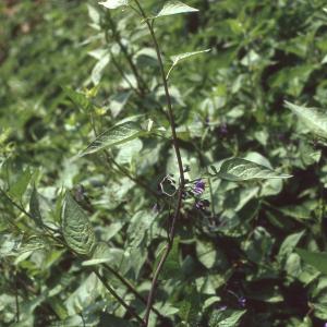 Photographie n°2235016 du taxon Solanum dulcamara L. [1753]