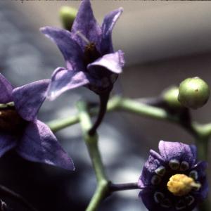 Photographie n°2235017 du taxon Solanum dulcamara L. [1753]