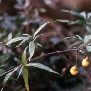 Solanum aviculare G.Forst. (Morelle des oiseaux)