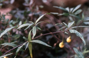 Liliane Roubaudi, le 12 novembre 1997 (Hyères)